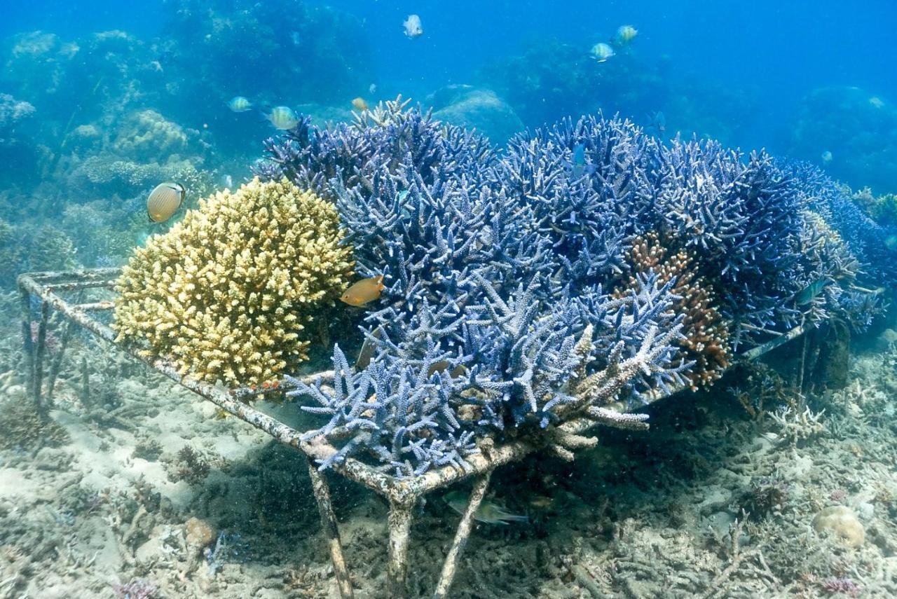 فندق Alam Karang Gili Gede المظهر الخارجي الصورة