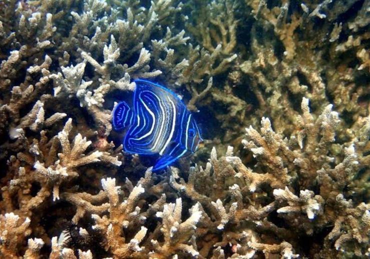 فندق Alam Karang Gili Gede المظهر الخارجي الصورة
